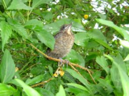 Oiseaux et basse-cour